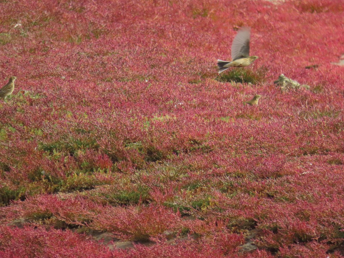 草地鷚 - ML642594590