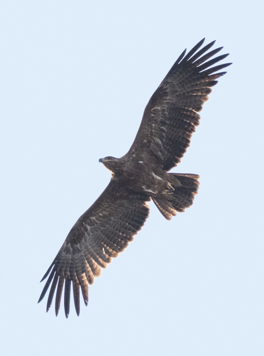 Whiskered Tern - ML642594596