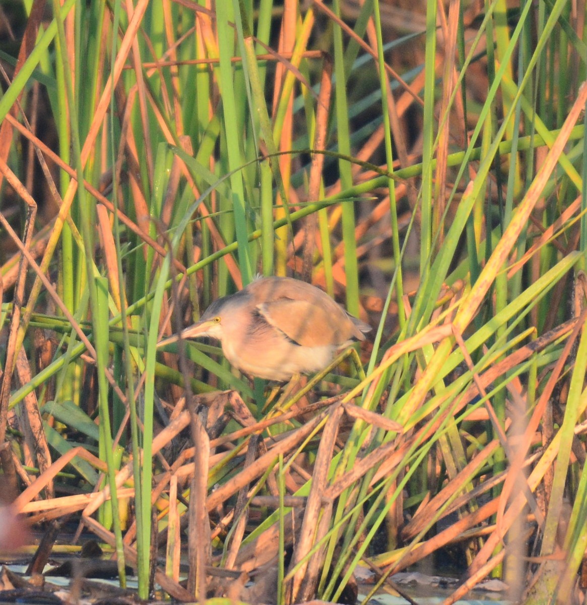 Yellow Bittern - ML642594600