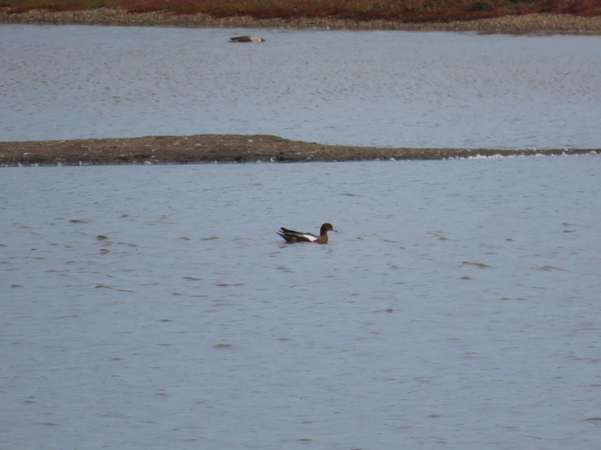 赤頸鴨 - ML642594616