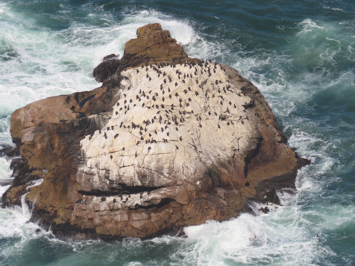 kormorán sp. - ML642594622