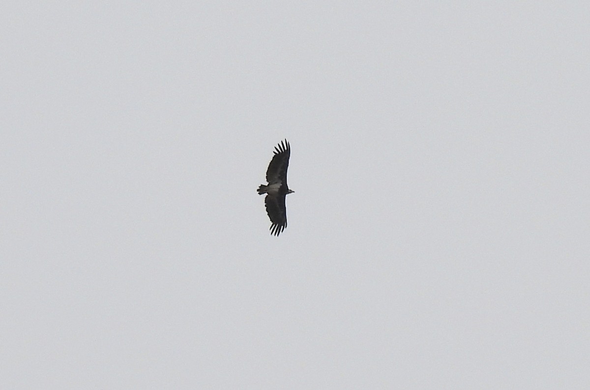 White-headed Vulture - ML642594631