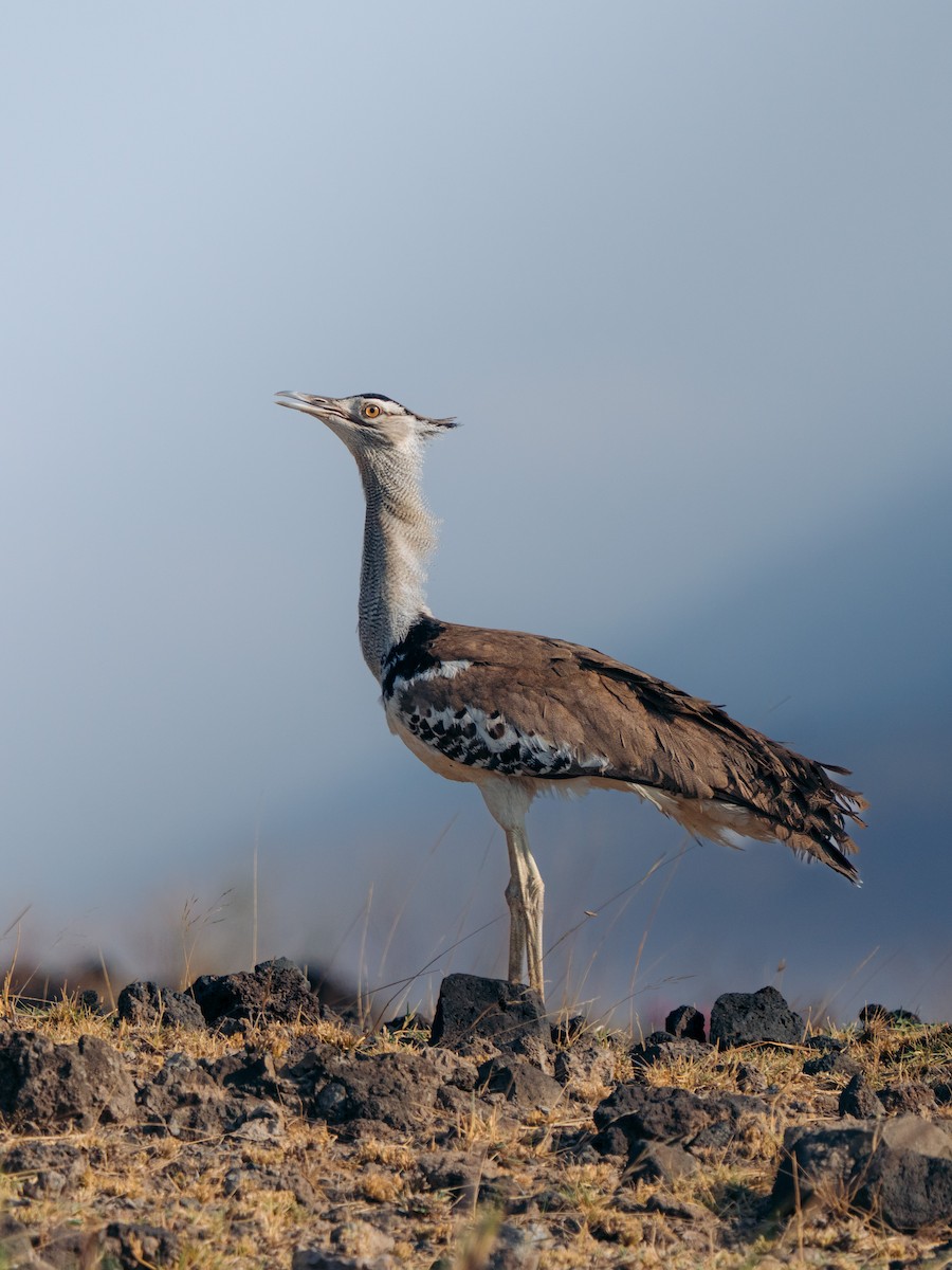 Kori Bustard - ML642594634