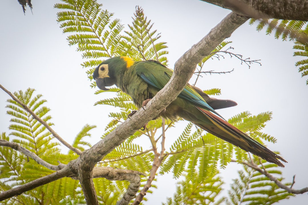 Yellow-collared Macaw - ML642594635