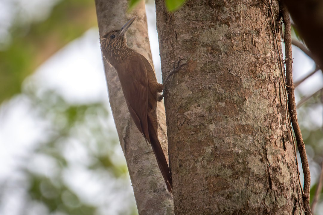 Black-banded Woodcreeper - ML642594640