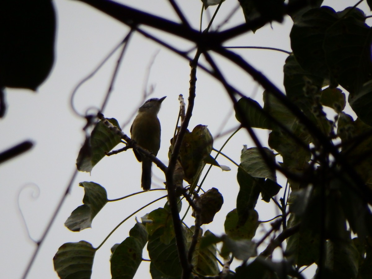 Rusty-winged Antwren - ML642594641