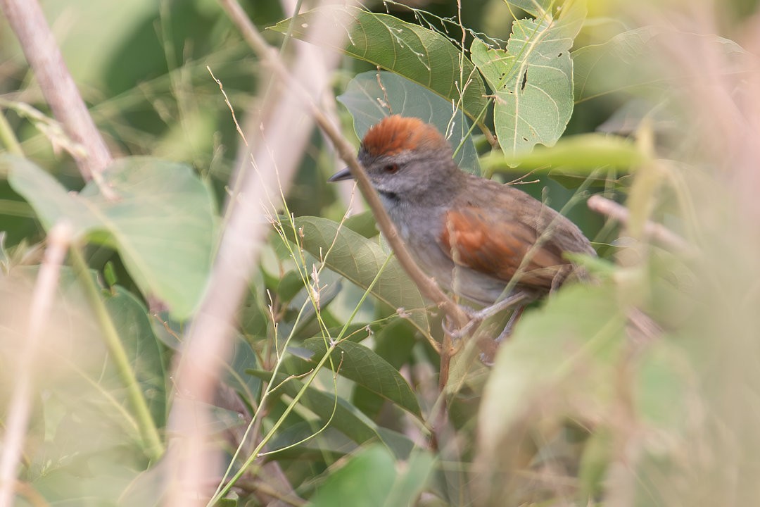 Cinereous-breasted Spinetail - ML642594644