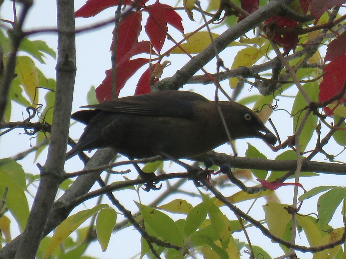 Rusty Blackbird - ML642594669