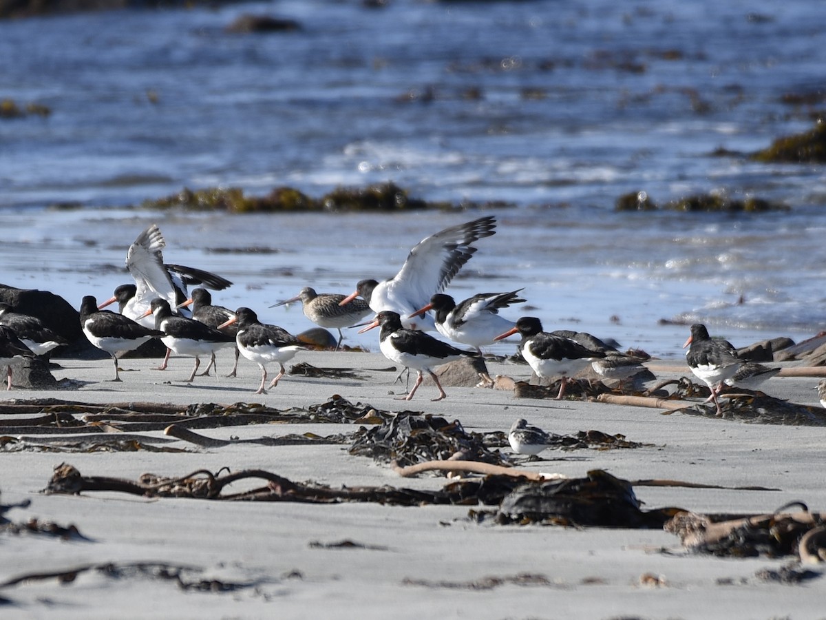 Eurasian Oystercatcher - ML642594671