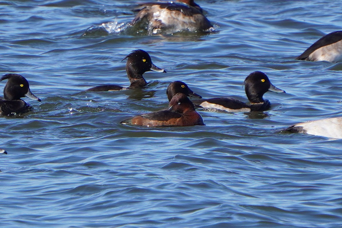 Ferruginous Duck - ML642594672