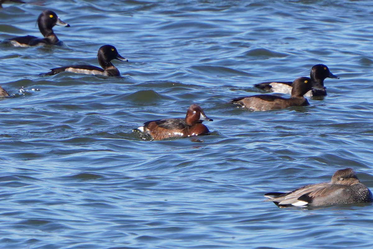 Ferruginous Duck - ML642594674