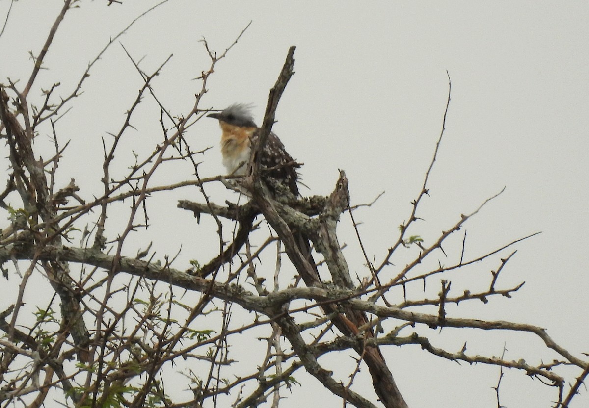 Great Spotted Cuckoo - ML642594693