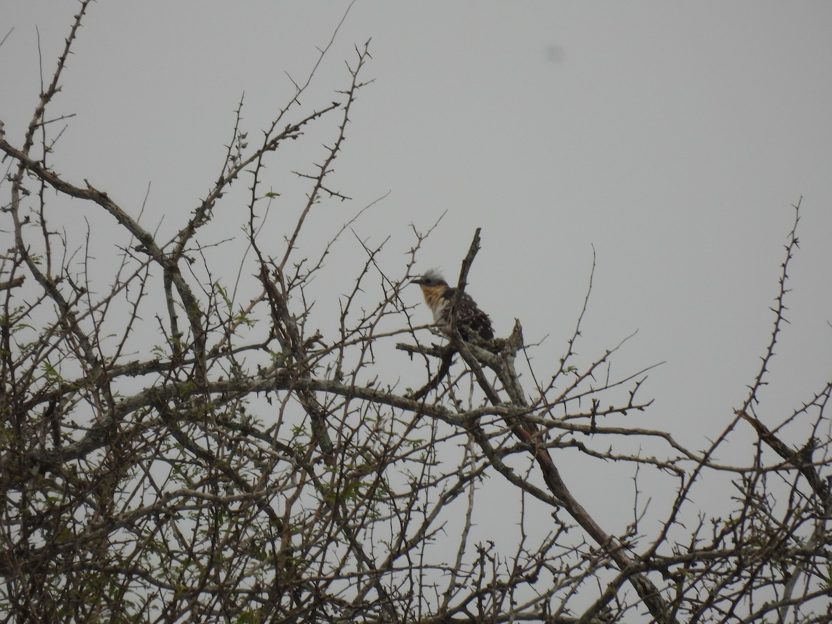 Great Spotted Cuckoo - ML642594700