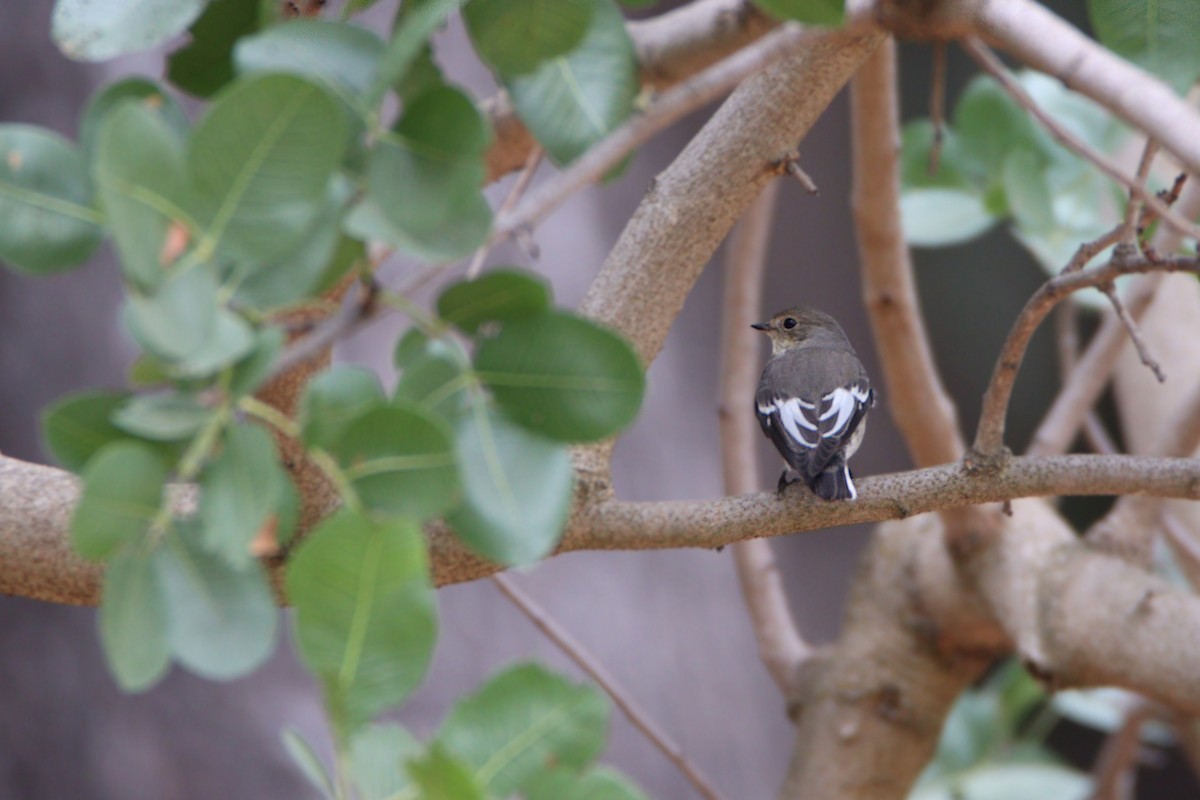 Collared Flycatcher - ML642594706