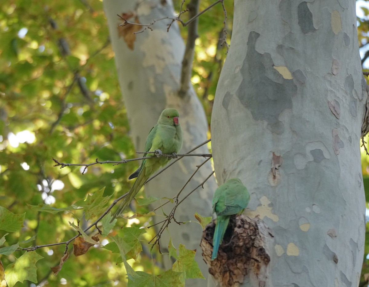 Rose-ringed Parakeet - ML642594709