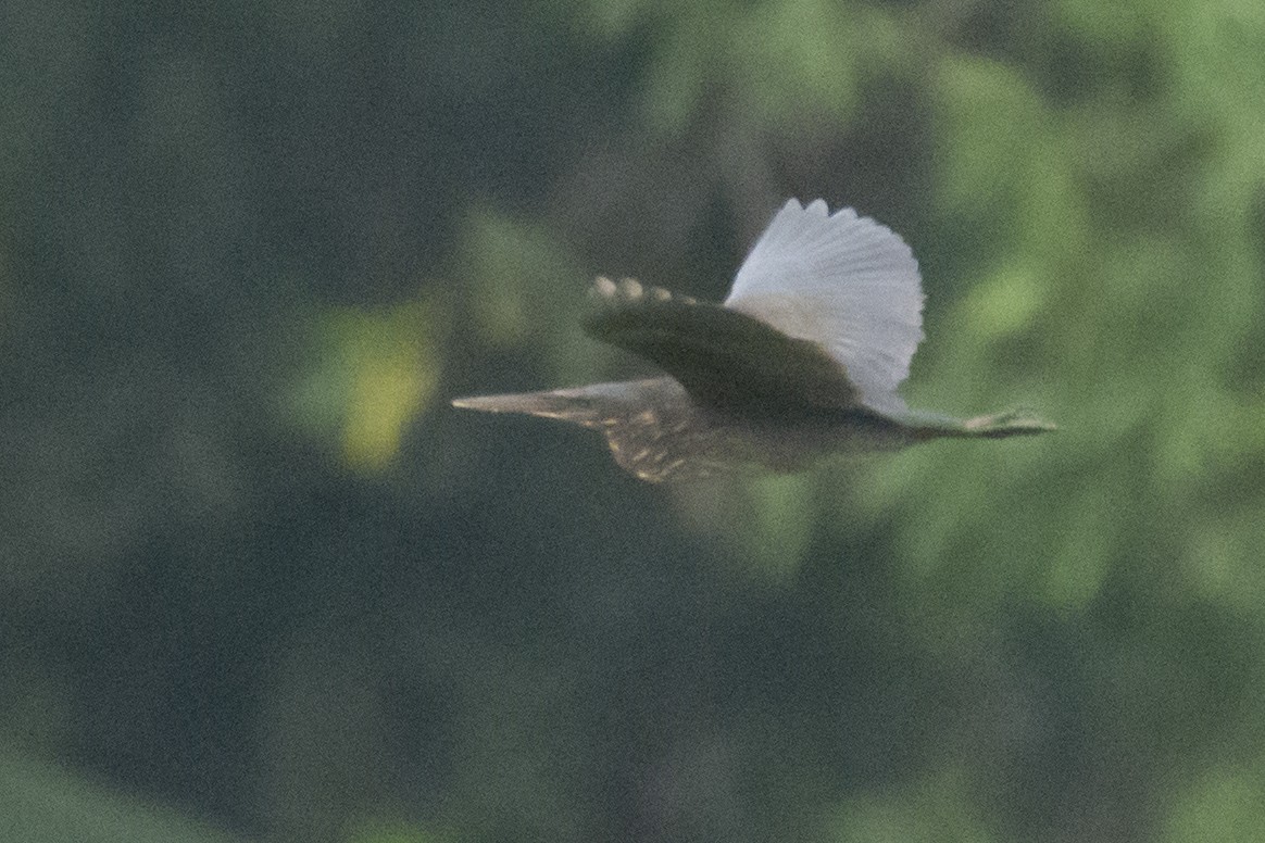 Black Bittern - ML642594710