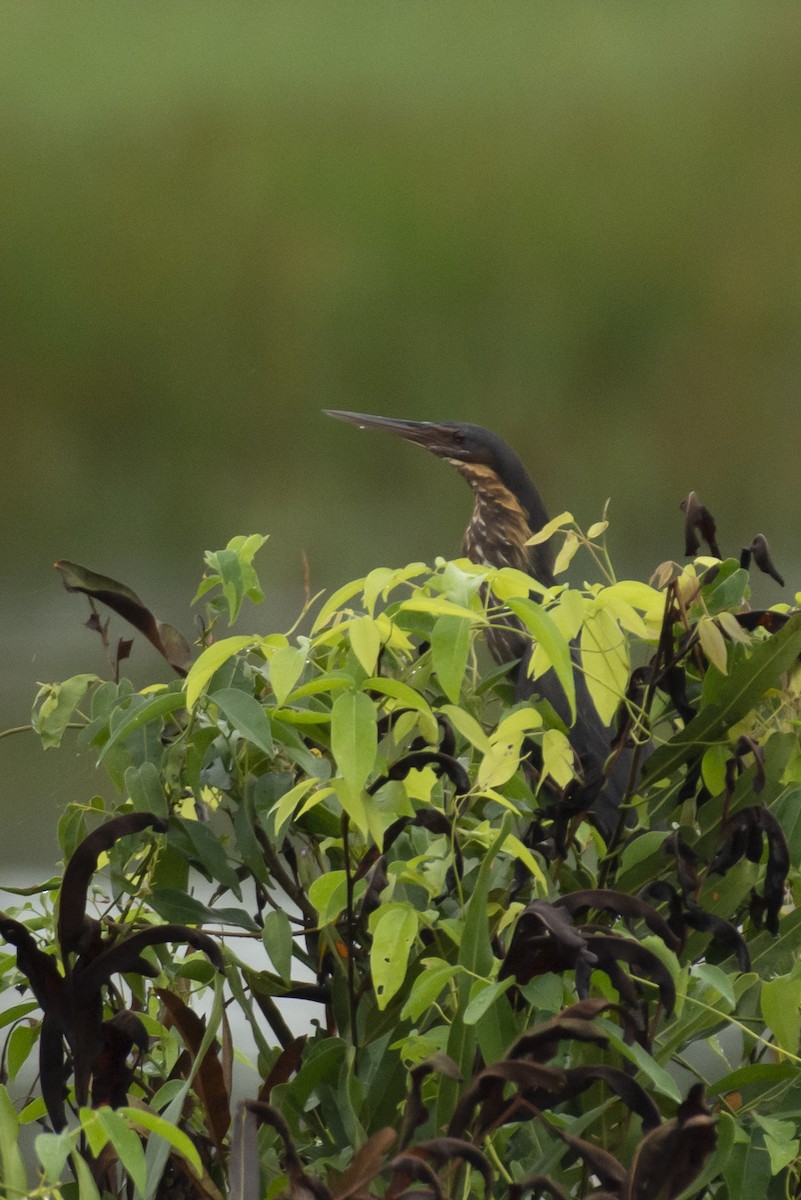 Black Bittern - ML642594711