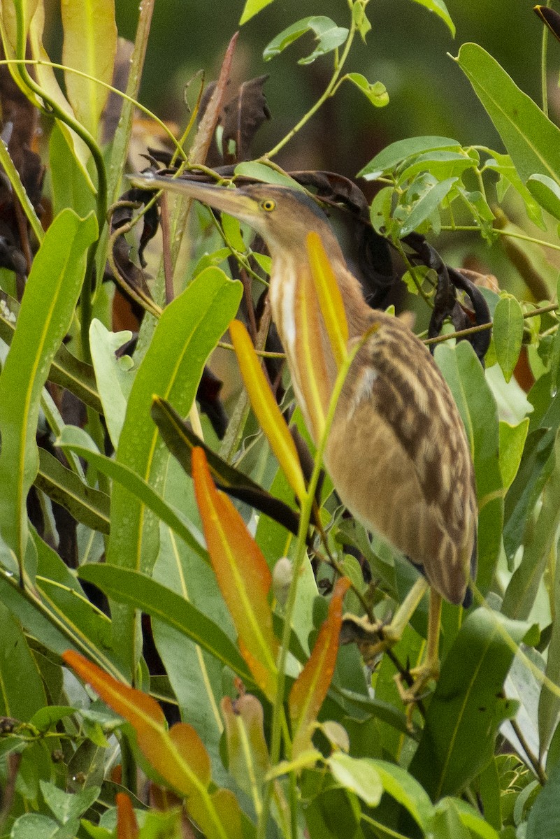 Yellow Bittern - ML642594719
