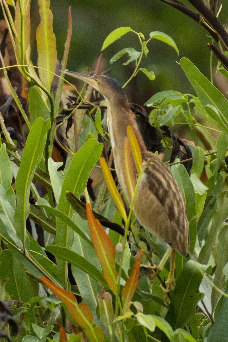 Yellow Bittern - ML642594720