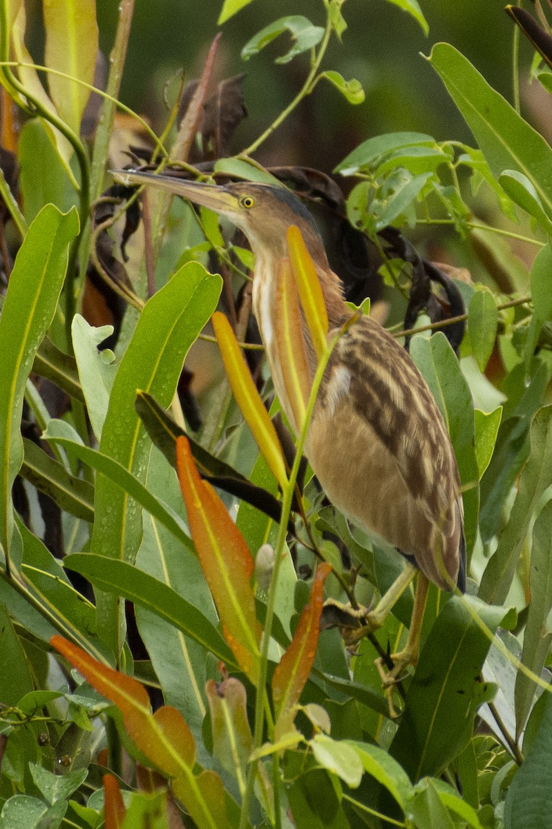 Yellow Bittern - ML642594721