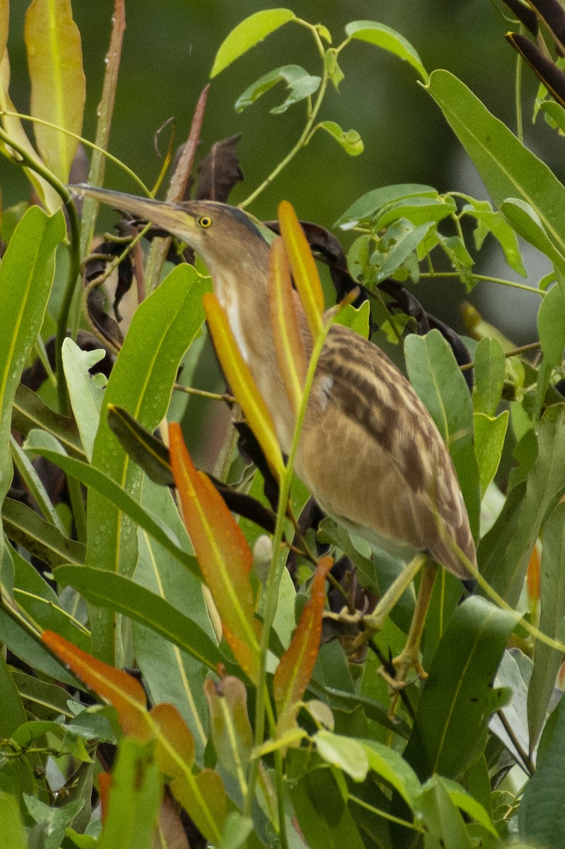 Yellow Bittern - ML642594722
