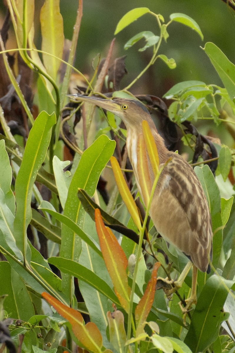 Yellow Bittern - ML642594723