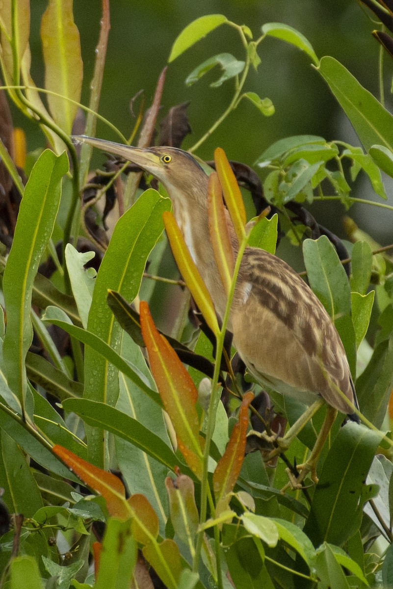 Yellow Bittern - ML642594724