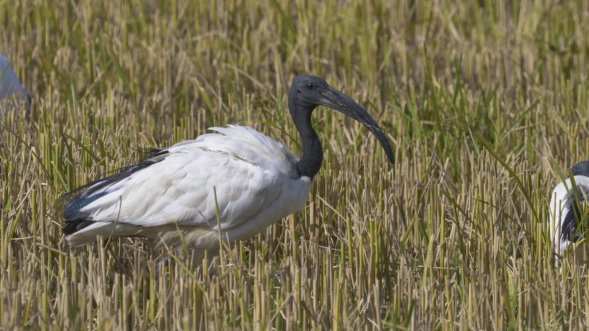ibis posvátný - ML642594727