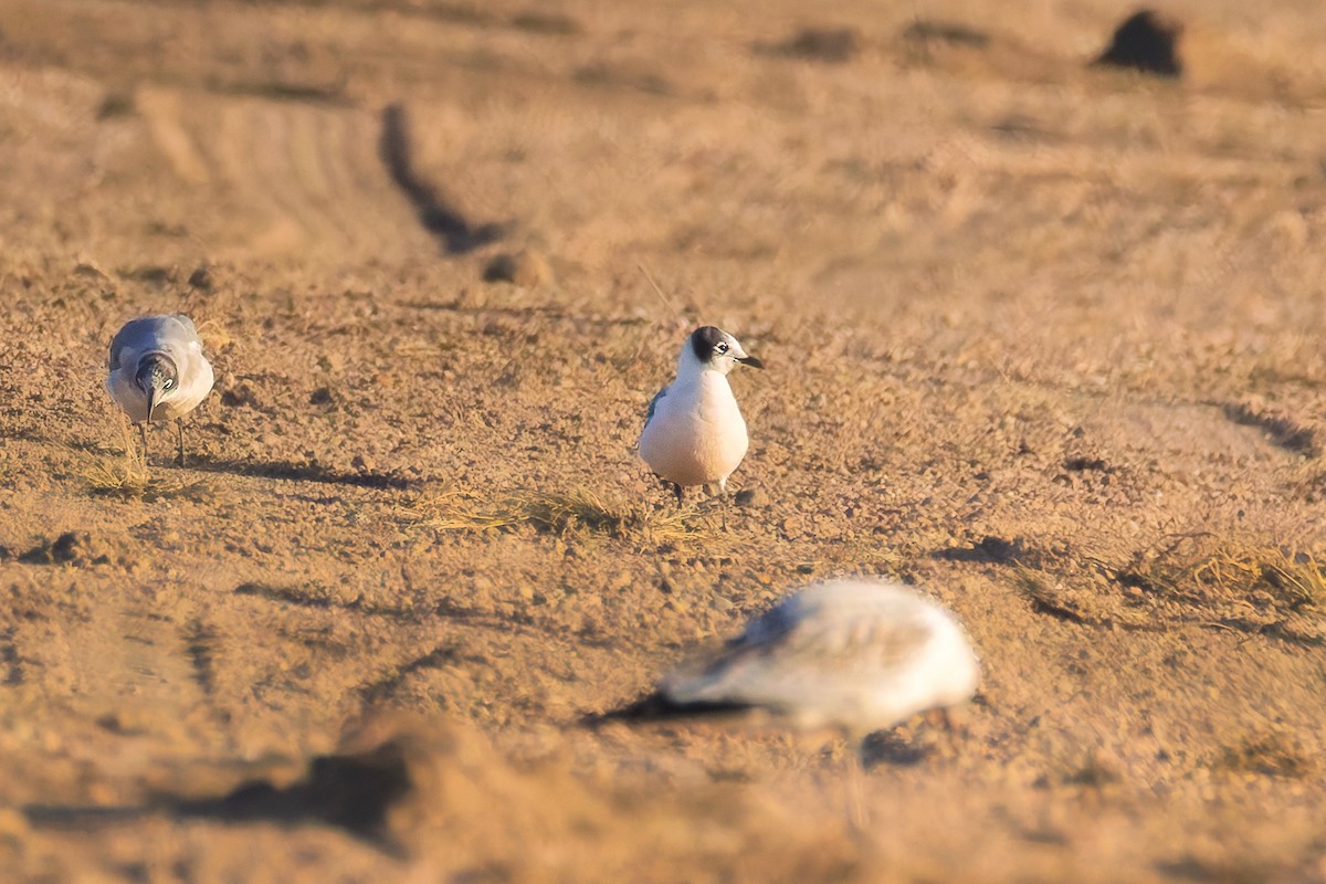 Franklin's Gull - ML642594732