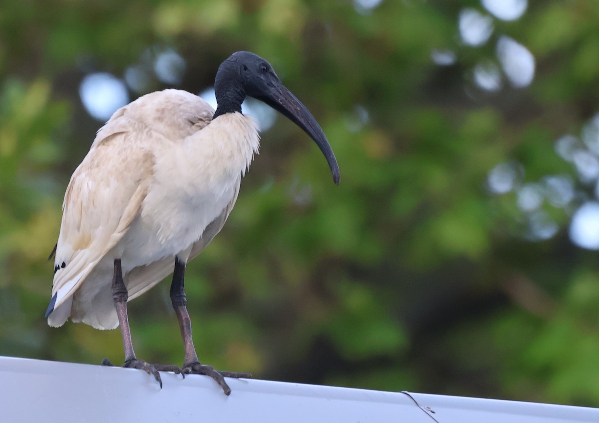 ibis posvátný - ML642594757