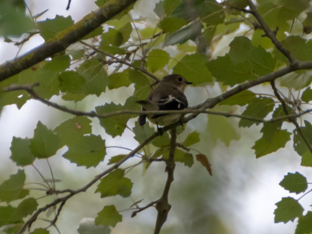 Semicollared Flycatcher - ML642594765
