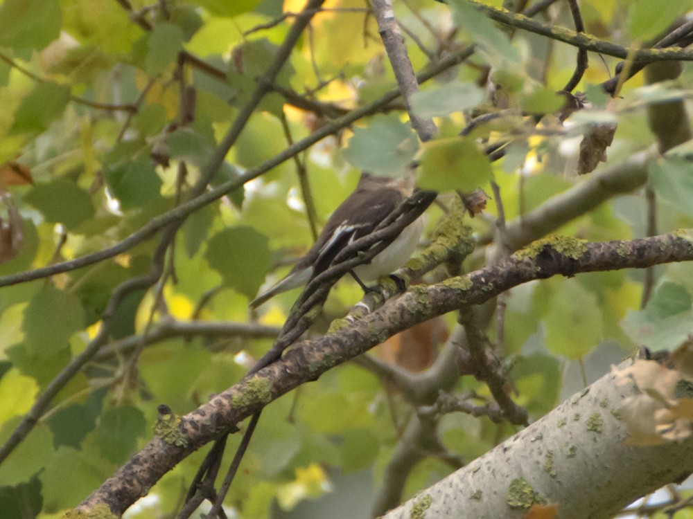 Semicollared Flycatcher - ML642594767
