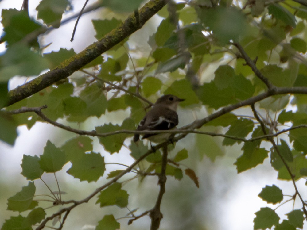 Semicollared Flycatcher - ML642594768