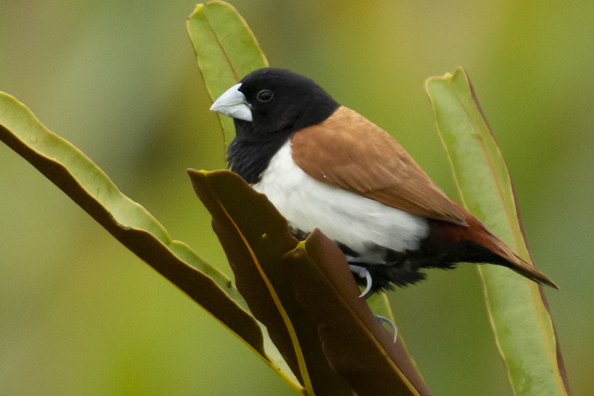 Tricolored Munia - ML642594777