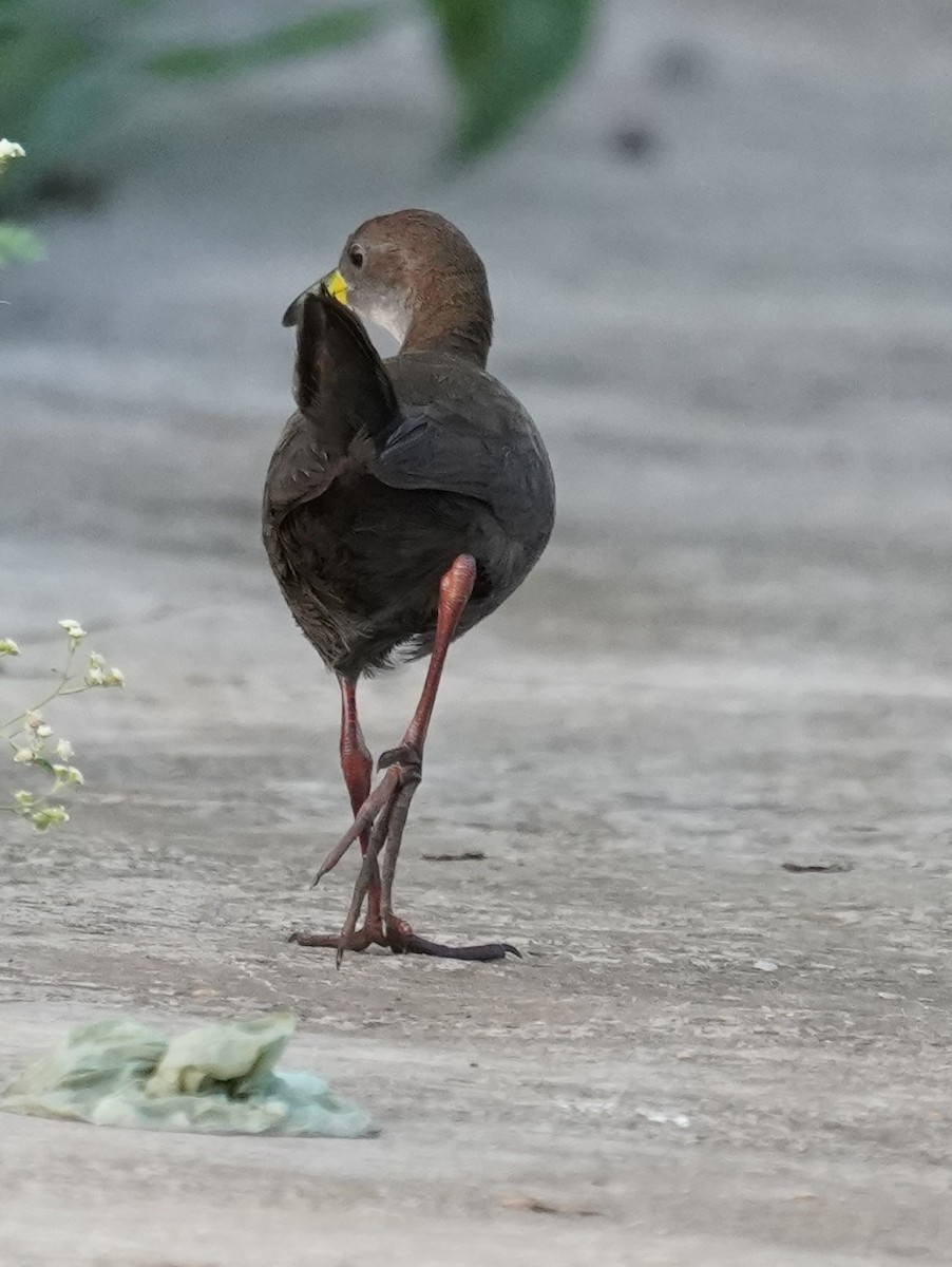 Brown Crake - ML642594782