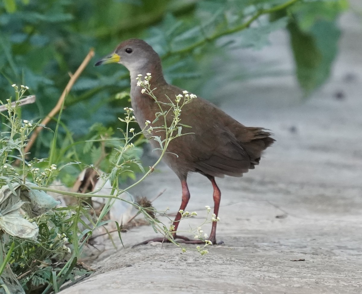 Brown Crake - ML642594785