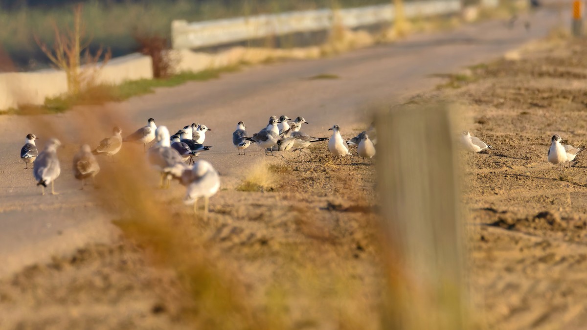 Franklin's Gull - ML642594803