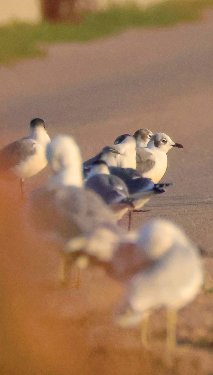 Franklin's Gull - ML642594842