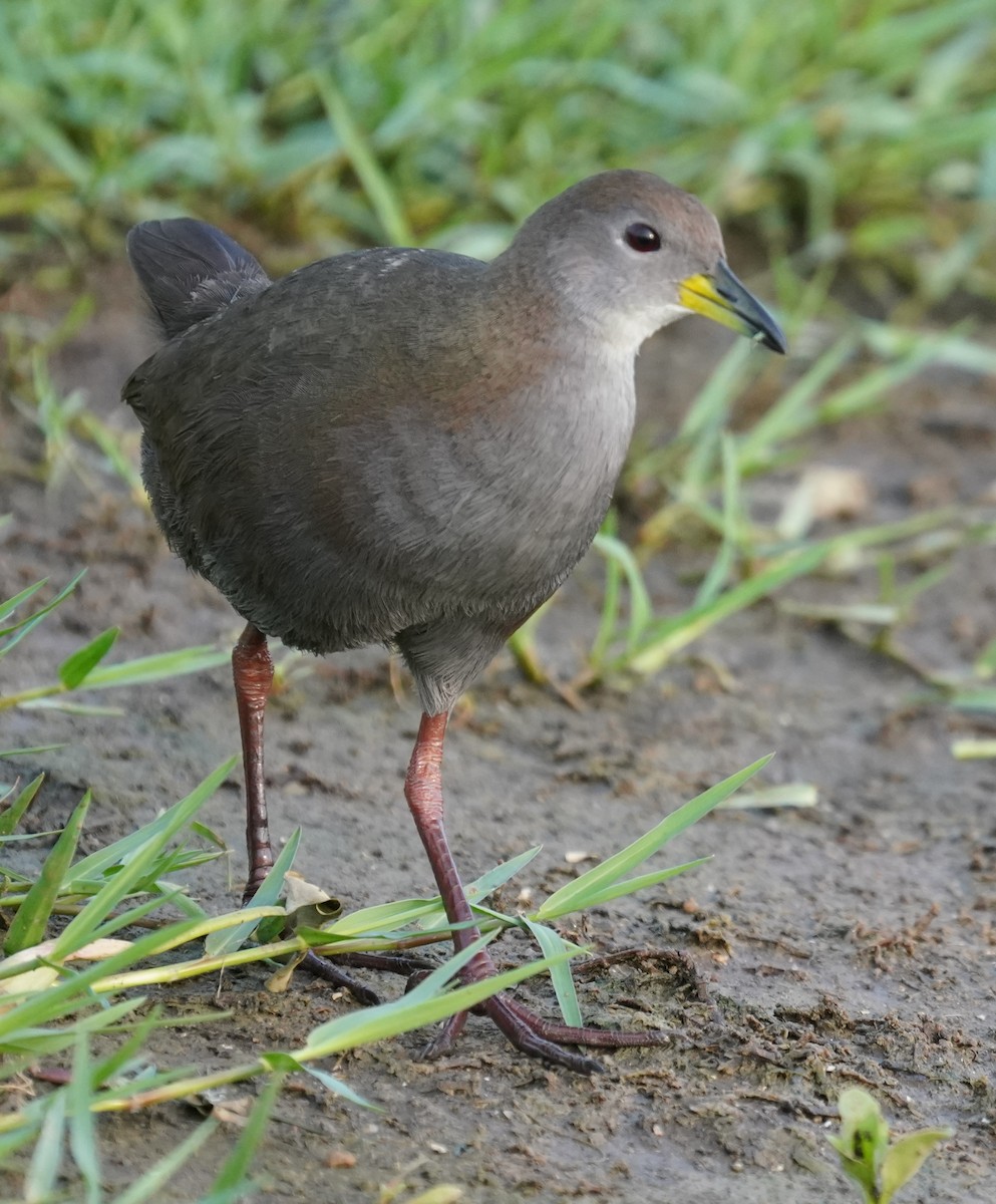Brown Crake - ML642594847