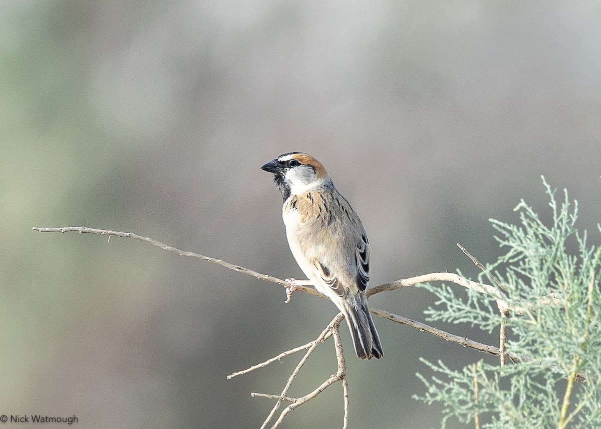 Saxaul Sparrow - ML642594852