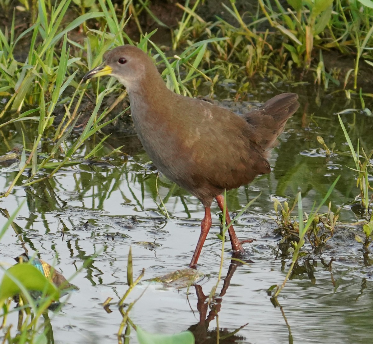 Brown Crake - ML642594854