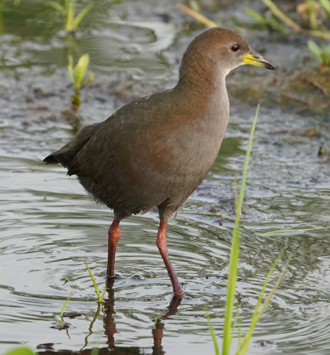 Brown Crake - ML642594857