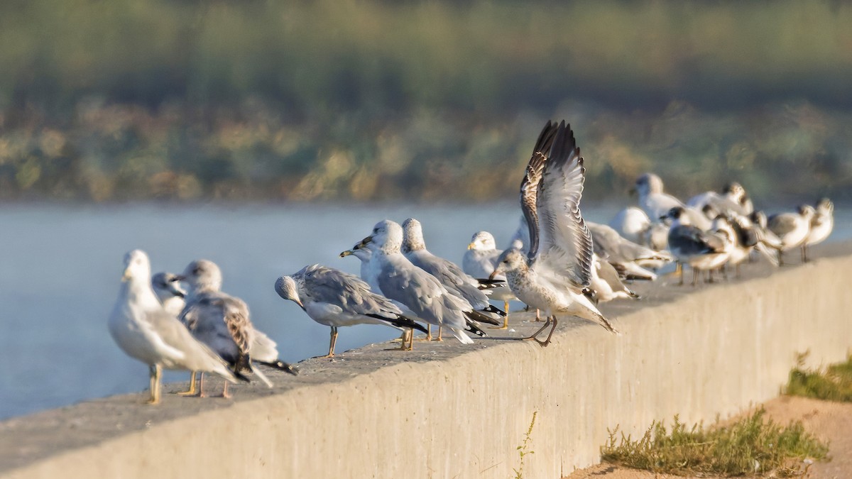 Ring-billed Gull - ML642594917