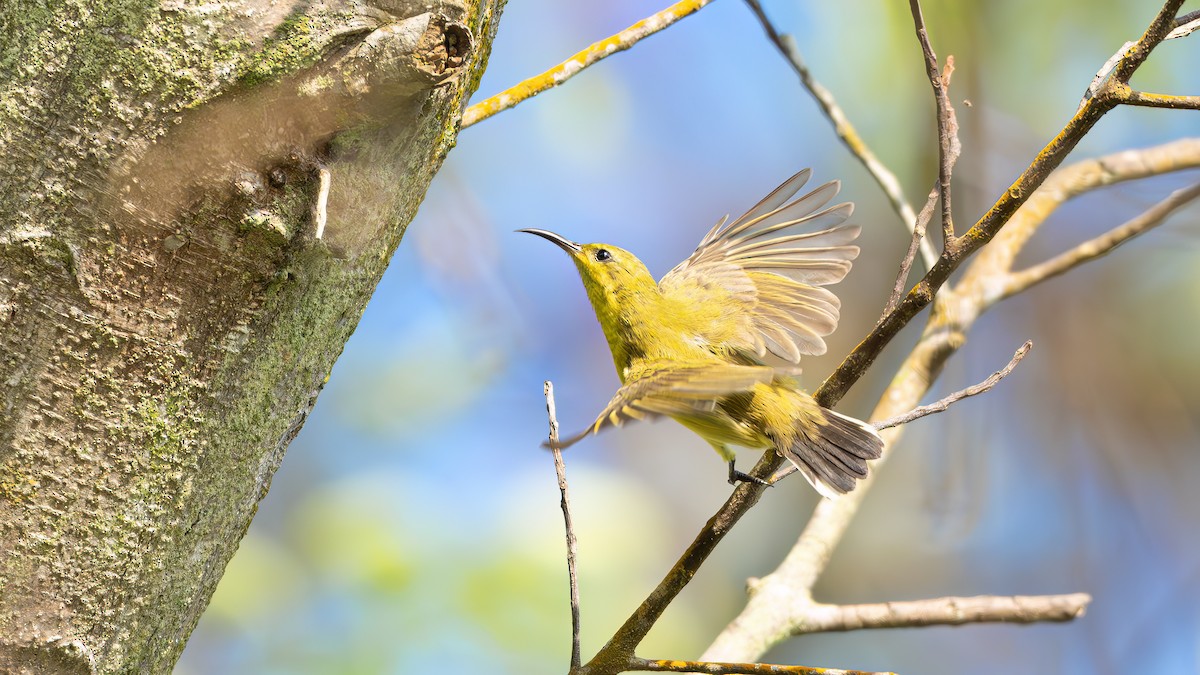Ornate Sunbird - ML642594936