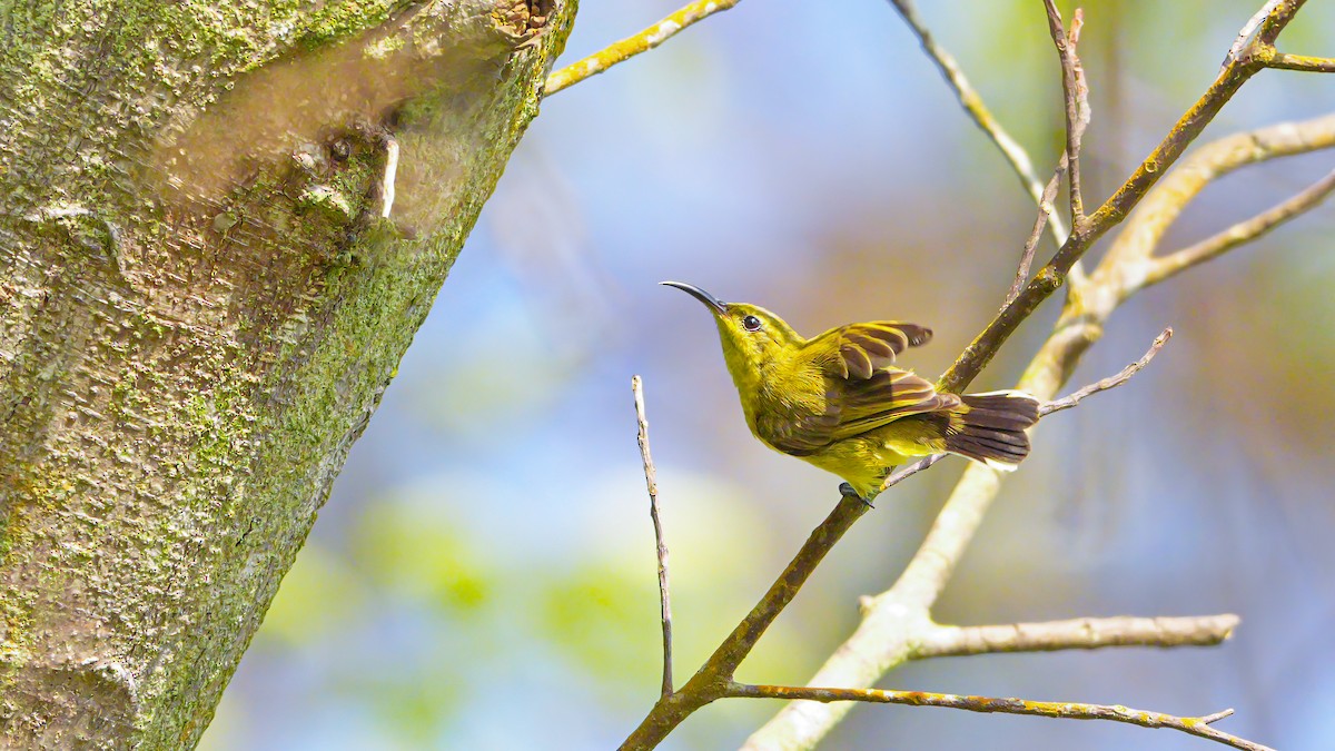 Ornate Sunbird - ML642594937