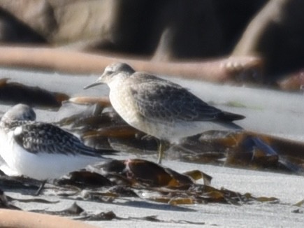 Red Knot - ML642594952