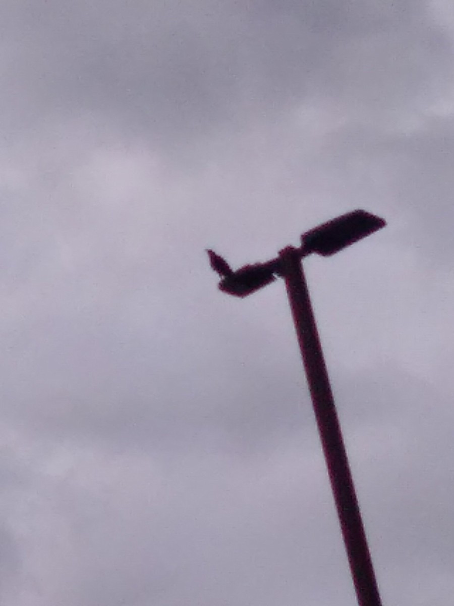 American Crow - ML642594960