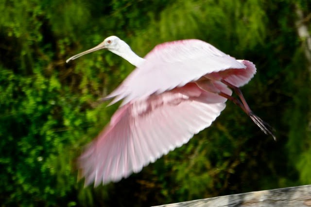 Roseate Spoonbill - ML642594962