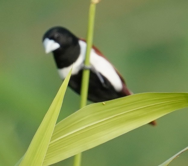 Tricolored Munia - ML642594970