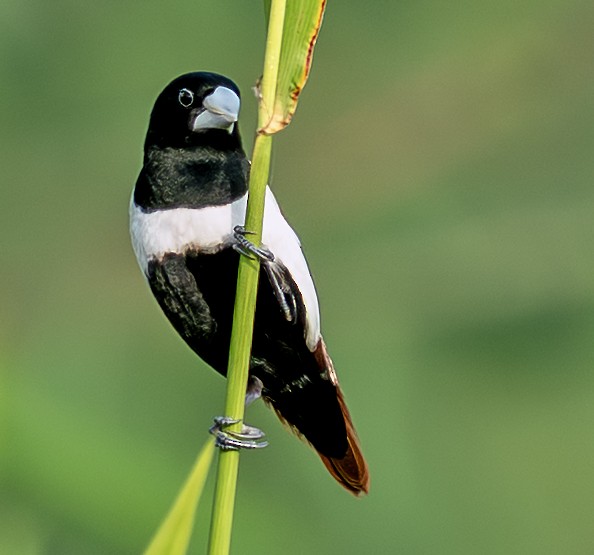 Tricolored Munia - ML642594972